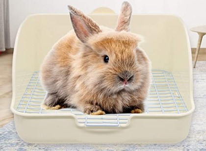 litter train your bunny