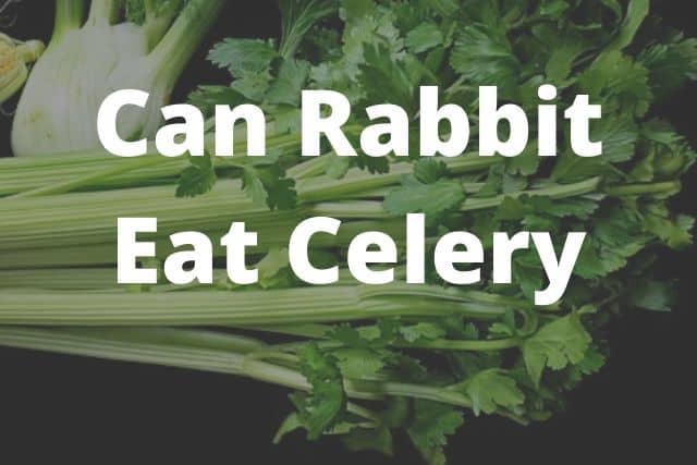 Is Celery good for rabbit