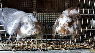 Rabbit hay feeder