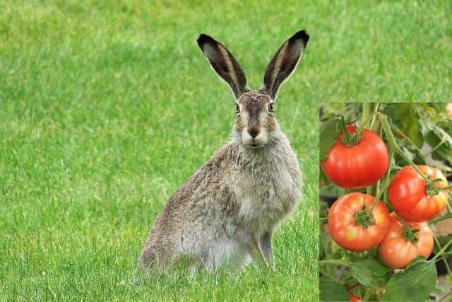 do rabbits eat tomatoes plants