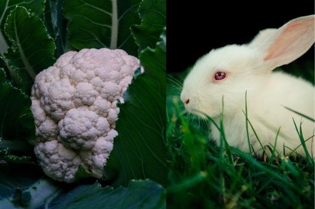 is cauliflower safe for rabbit