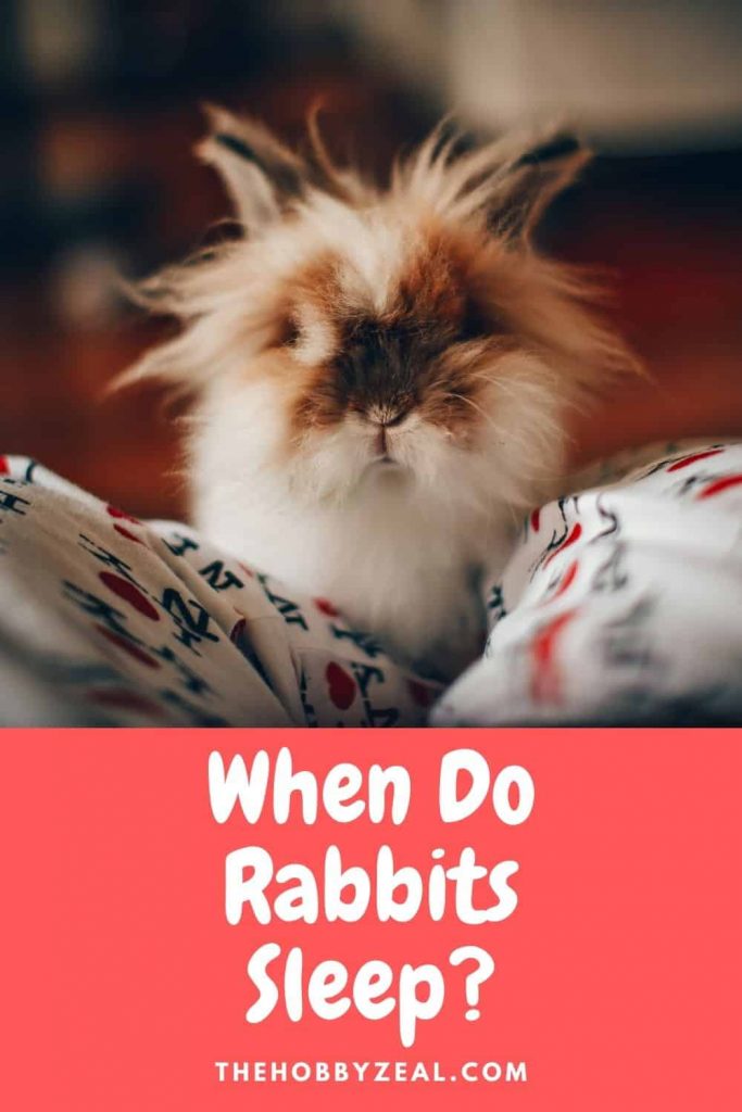 when do rabbits sleep