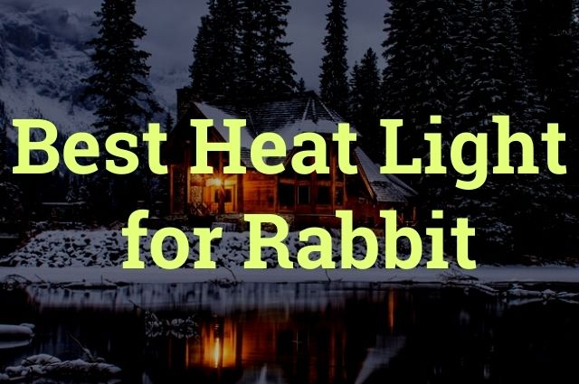Best Heat Light for Rabbit