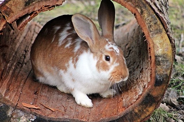 best rabbit nesting box