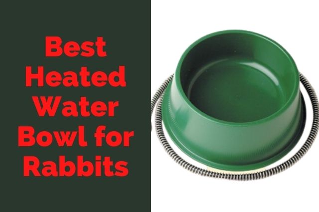 Best Heated Water Bowl for Rabbits