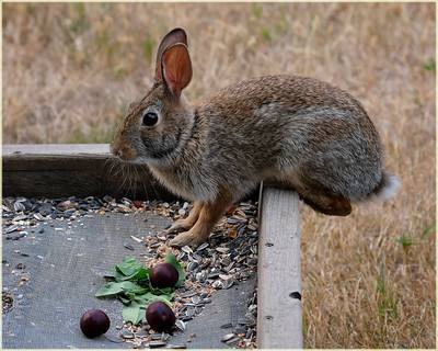 rabbit feeder guide