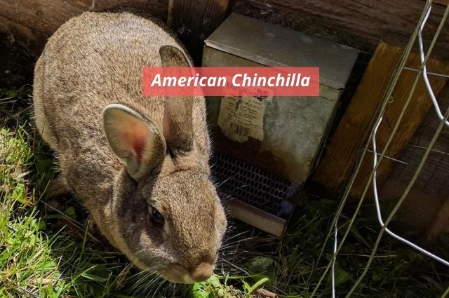 American Chinchilla
