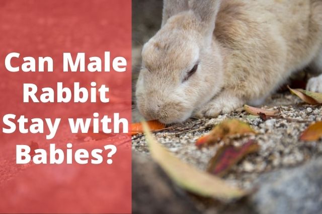 Can Male Rabbit Stay with Babies