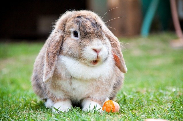 English Lop Rabbit care guide for beginner