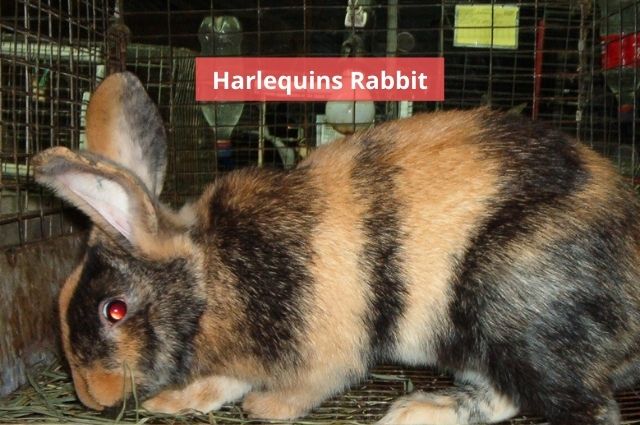 Harlequins rabbit