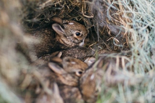 How To Tell If Mother Rabbit Is Feeding Babies
