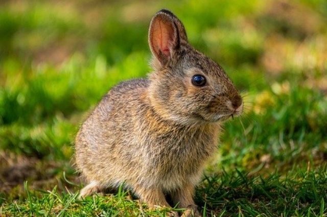 How To Tell If Wild Mother Rabbit Is Feeding Babies