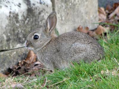 young rabbit care guide