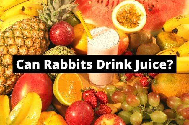 Can Rabbits Drink Juice