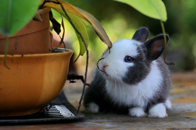 Proven Ways To Stop Your Bunny From Chewing Everything