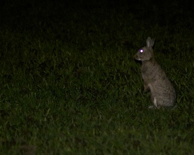 rabbit vision in dark