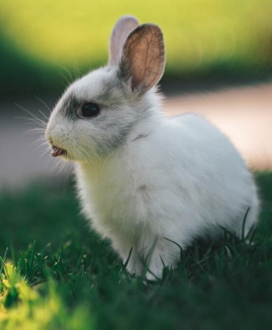rabbit eating fresh grass