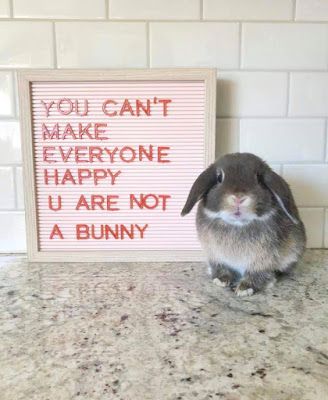 cute funny bunny