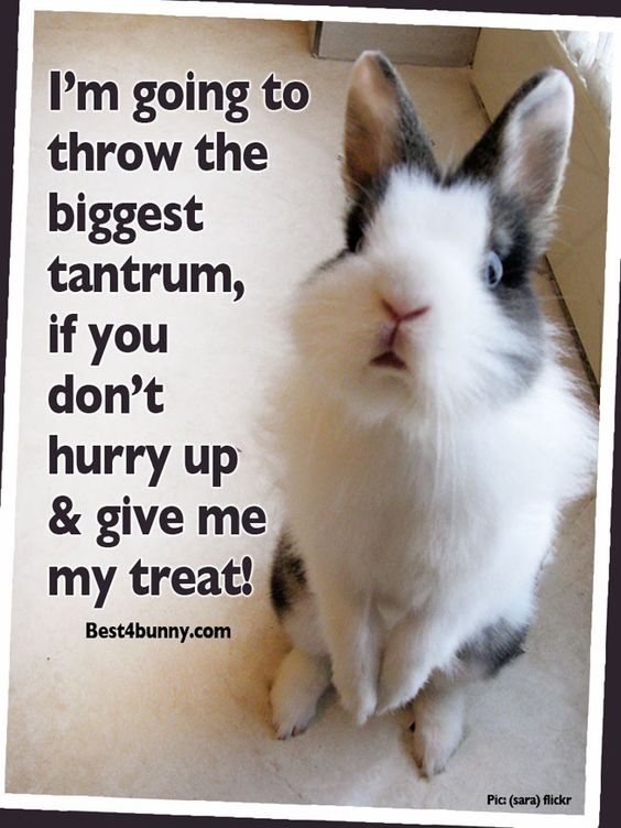 cute rabbit memes