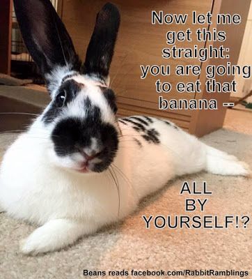 cutest bunny memes