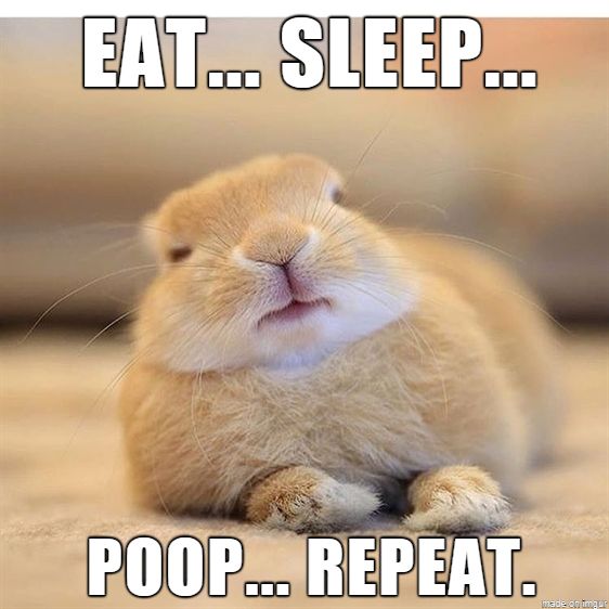 eat sleep poop repeat bunny memes