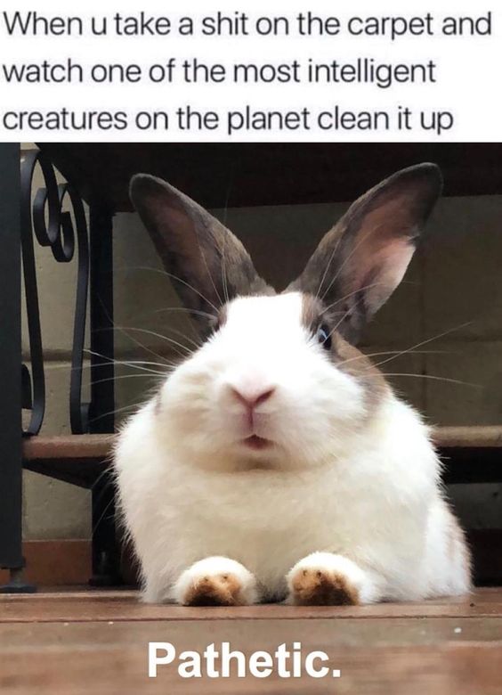 funny bunny memes
