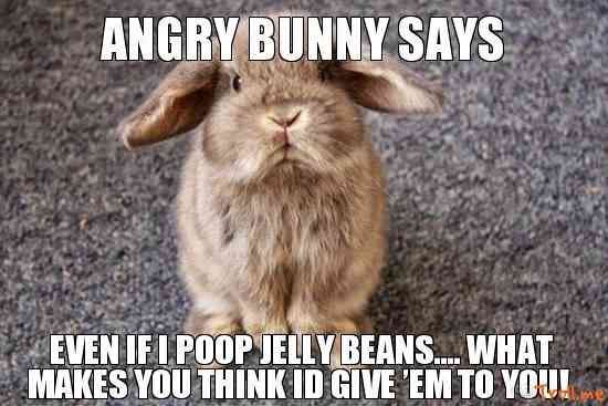 funny cute rabbit memes
