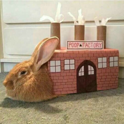 funny rabbit memes