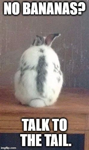 funny rabbits memes