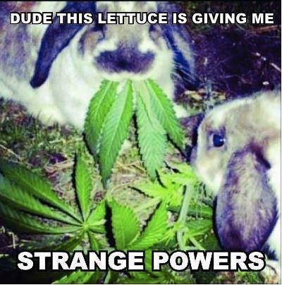 hilarious bunny memes