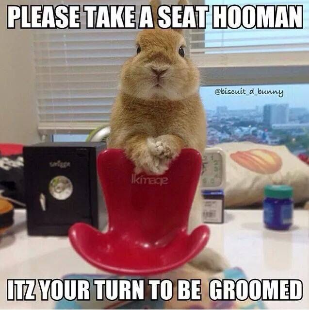 hooman rabbit funny memes