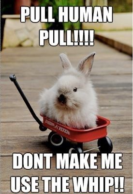 lol rabbit bunnies memes