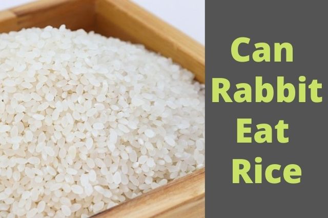 Can Rabbit Eat Rice