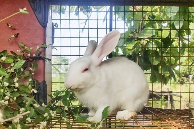 Living World Deluxe Habitat for rabbit