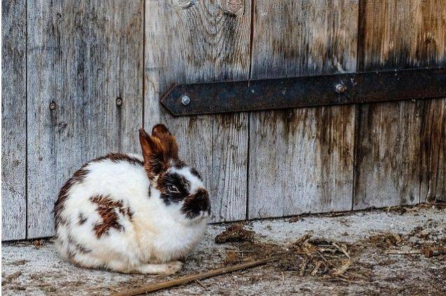 wood is the best flooring for rabbit run